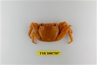 藏品(白紋方蟹)的圖片